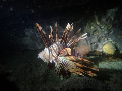 Pterois volitans
