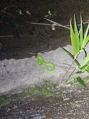 Trimeresurus albolabris