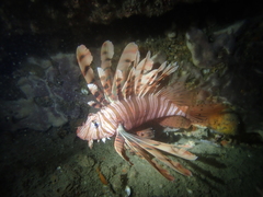 Pterois volitans