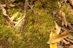 Pyrrhobryum spiniforme