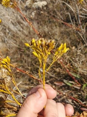 Solidago ohioensis