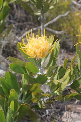 Leucospermum cuneiforme