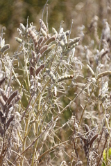 Lupinus angustifolius