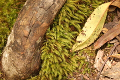 Pyrrhobryum spiniforme
