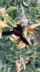 Xylocopa flavorufa