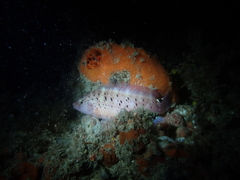 Austrolabrus maculatus