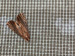Ercheia