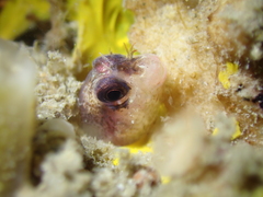 Blenniidae
