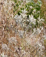 Lupinus angustifolius