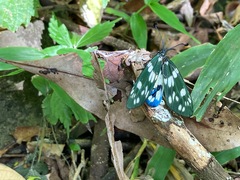 Eterusia aedea formosana