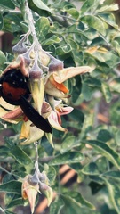 Xylocopa flavorufa