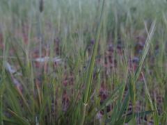 Enneapogon nigricans