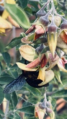 Xylocopa flavorufa