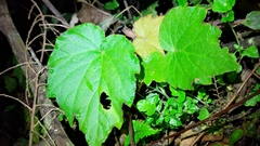 Begonia palmata