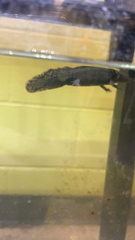 Ambystoma mexicanum