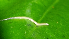 Continenticola
