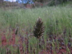 Enneapogon nigricans
