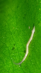 Continenticola