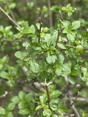 Acalypha glabrata glabrata