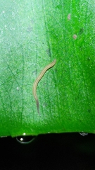 Continenticola