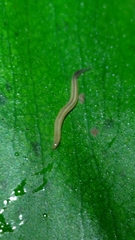 Continenticola