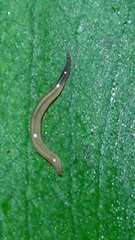 Continenticola