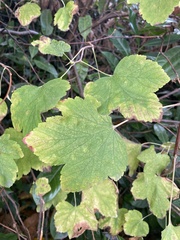 Ribes sanguineum
