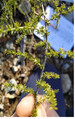 Asparagus acutifolius