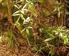 Platylophus trifoliatus