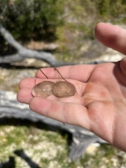 Bulla occidentalis