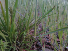 Enneapogon nigricans