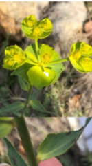 Euphorbia serrata