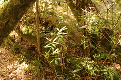 Platylophus trifoliatus