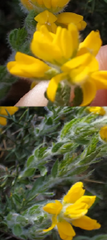 Genista germanica
