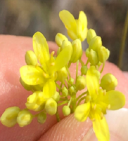 Biscutella laevigata