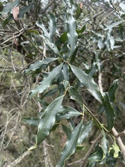 Euclea divinorum