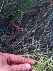 Panicum simile