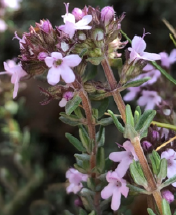 Thymus vulgaris