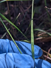 Panicum simile