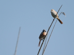 Panurus biarmicus