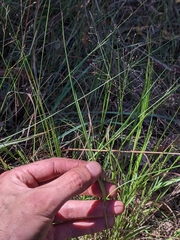 Panicum simile