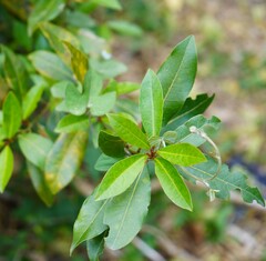 Laurus nobilis