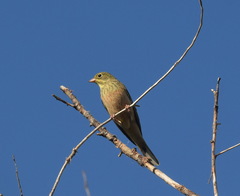 Emberiza hortulana