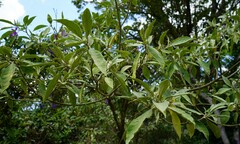 Solanum granulosoleprosum