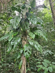 Monstera adansonii