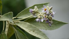 Solanum granulosoleprosum