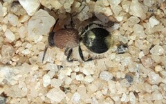 Ronisia
