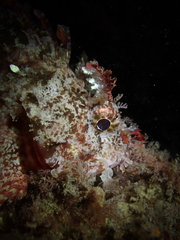 Scorpaena sumptuosa