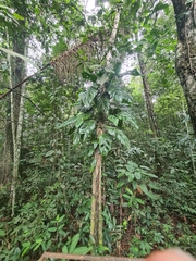 Monstera adansonii