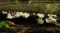 Favolus brasiliensis